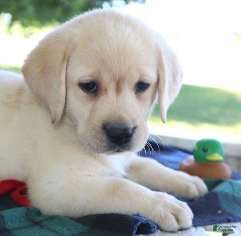 Labrador Retriever dogs Cody - Champ lines - Ad 1