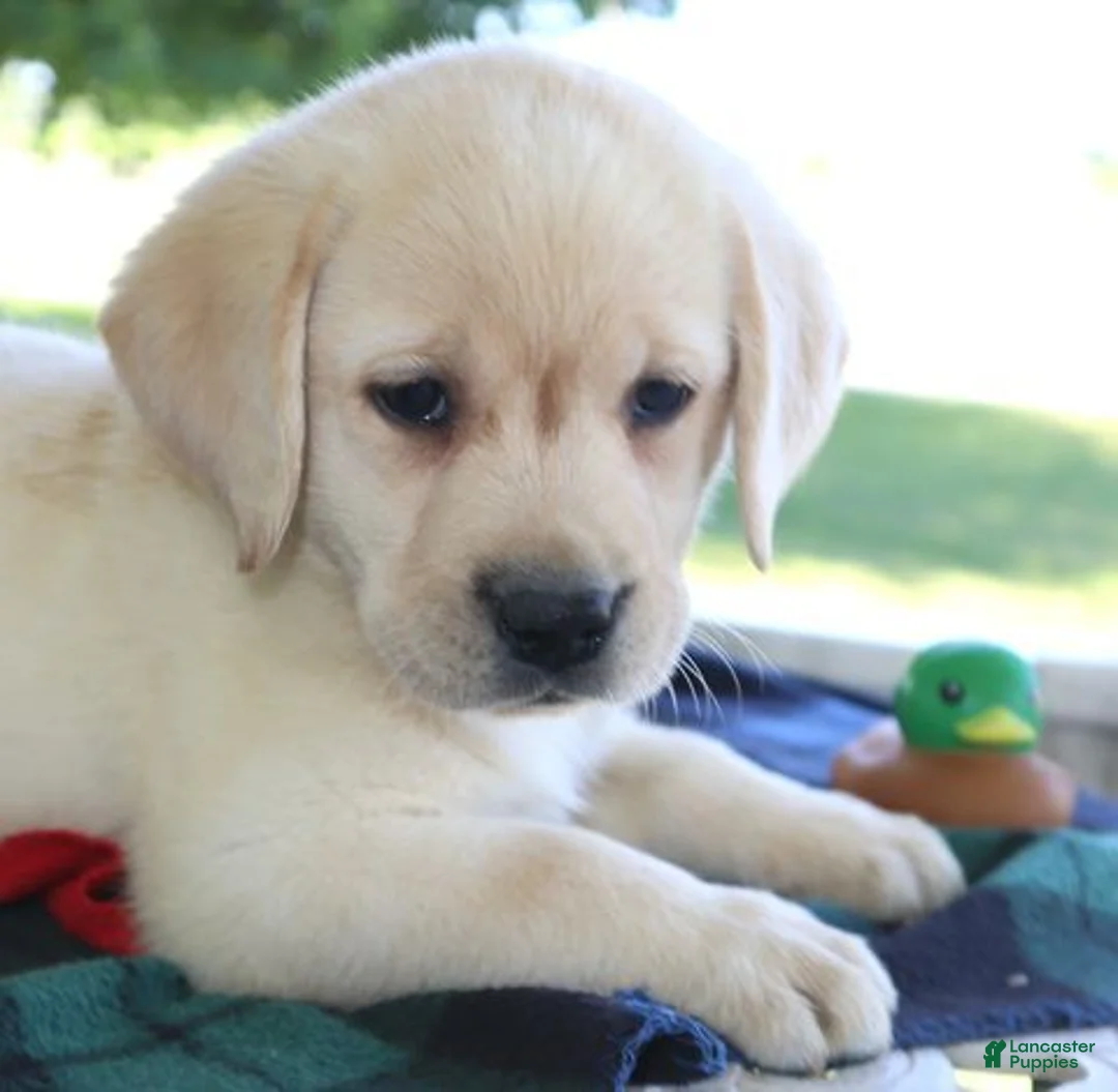 Labrador Retriever dogs for sale: Cody - Champ lines - Ad 1