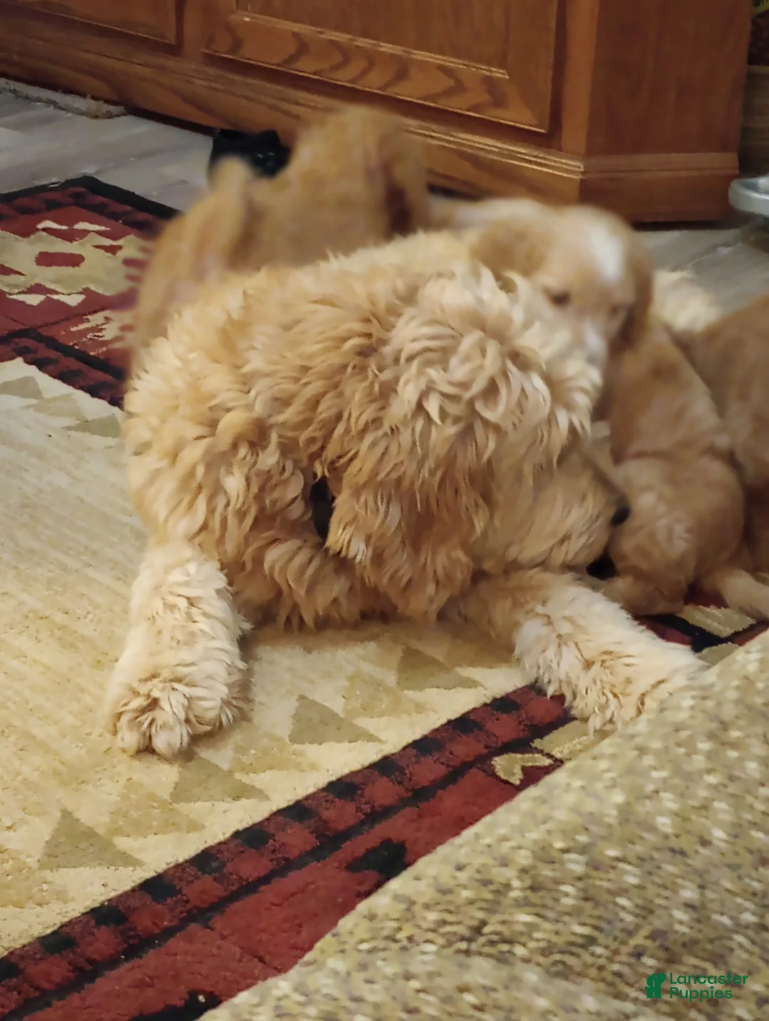 Mini Goldendoodle dogs for sale: Mini Goldendoodle (Max) - Ad 9