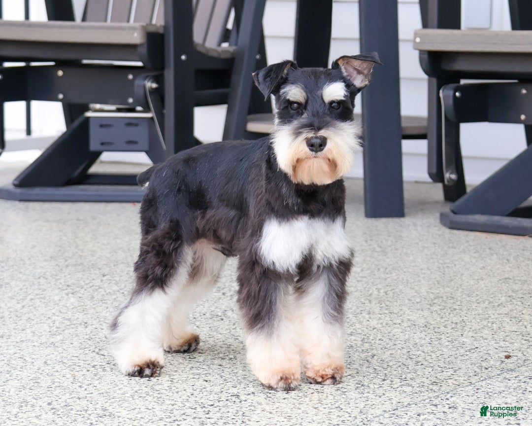 Miniature Schnauzer dogs for sale: Angel - Ad 6