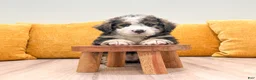 Mini Bernedoodle dogs for sale: Paris - Ad 4