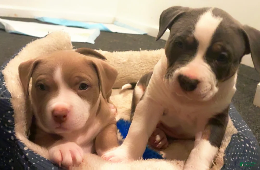 American Bully dogs for sale: Alpha-Al - Ad 5