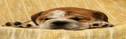 English Bulldog dogs for sale: Captain - Ad 5