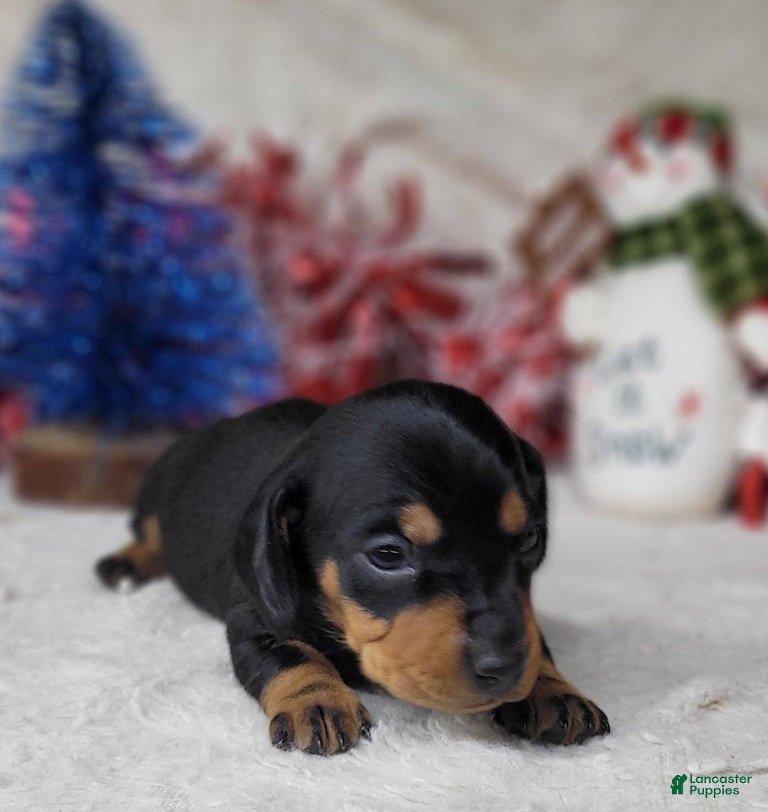 Miniature Dachshund dogs for sale: AKC Major - Ad 2