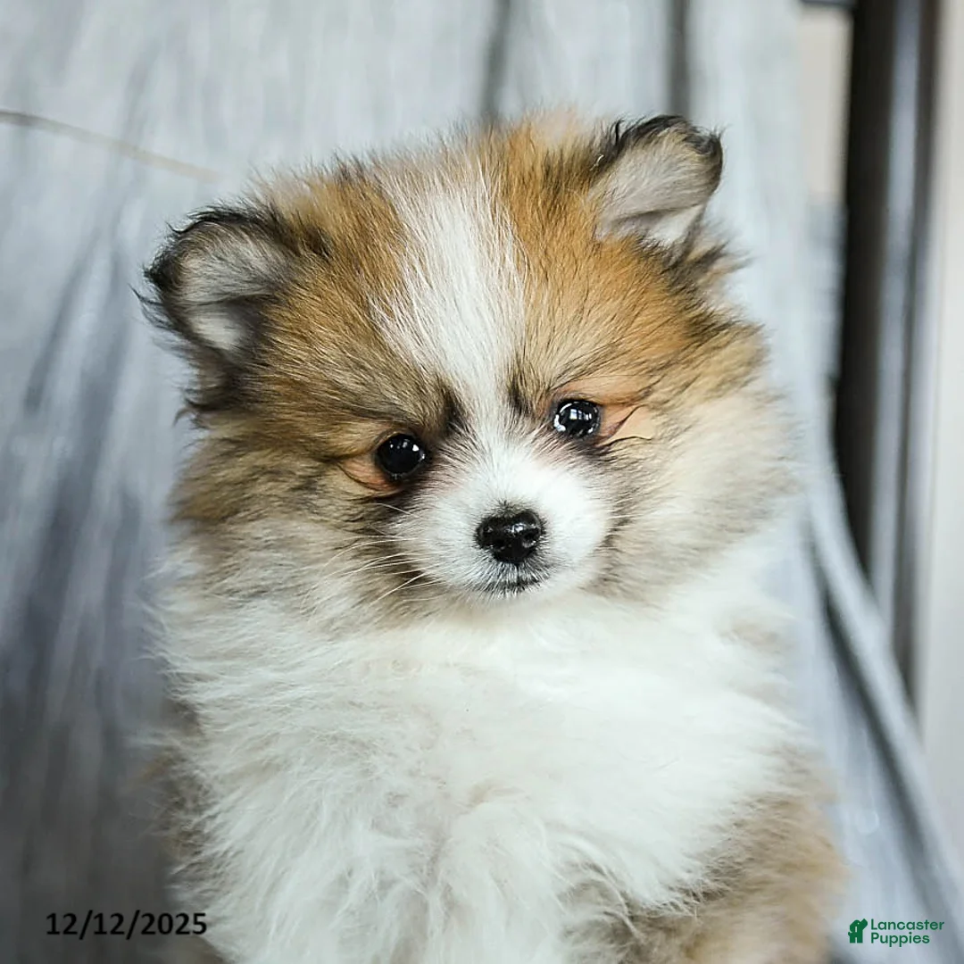 Pomeranian dogs for sale: Finn - Ad 5