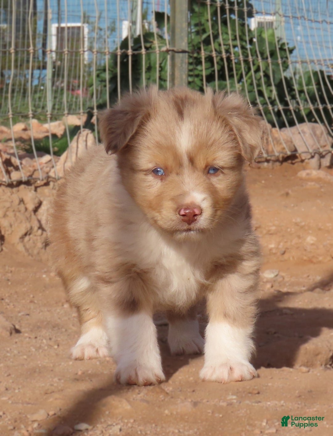Miniature Australian Shepherd dogs for sale: Red merle girl with blue eyes - Ad 8
