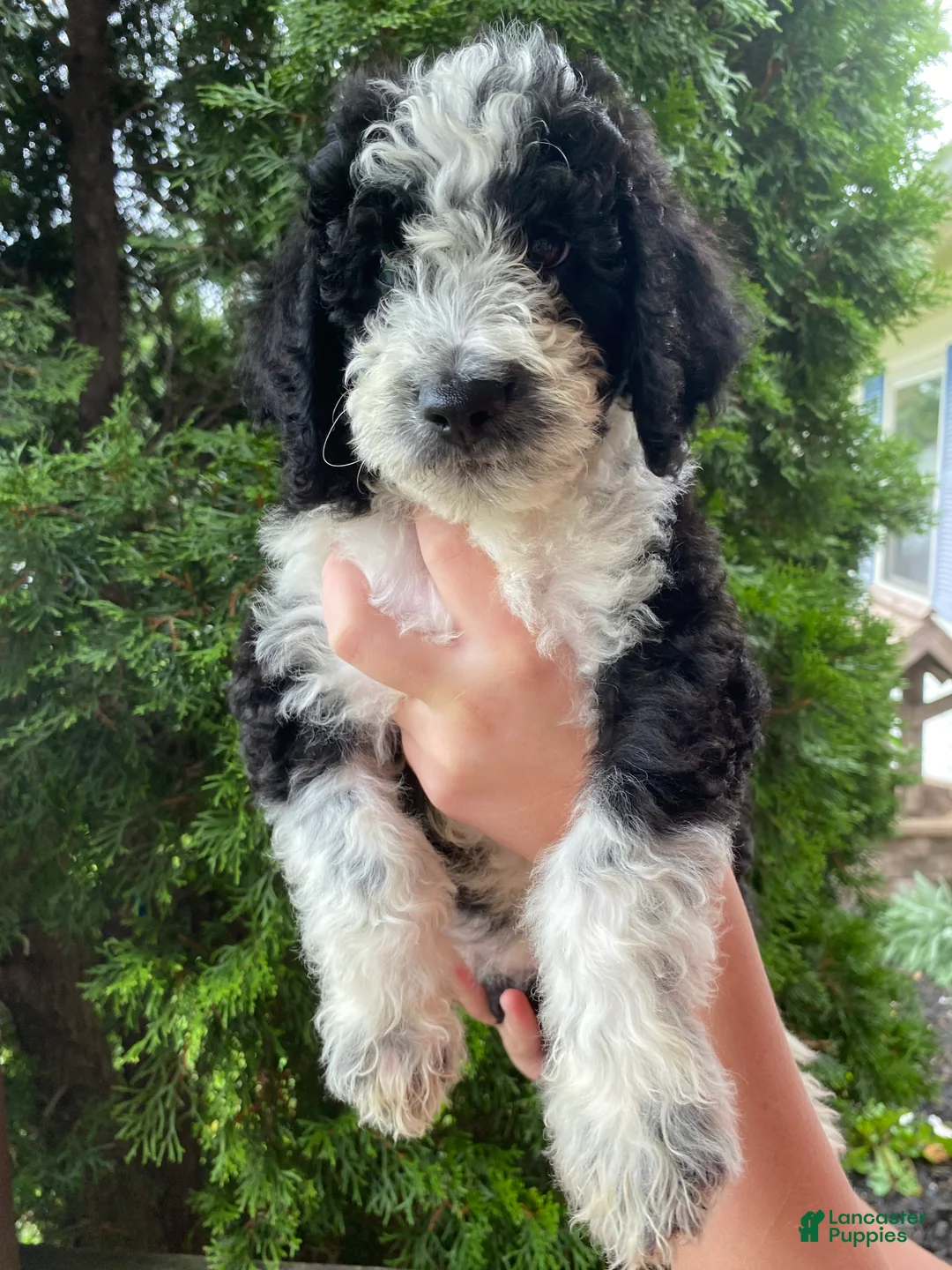 Aussiedoodle dogs for sale: Aussiedoodle 4 - Ad 2