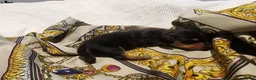 Miniature Dachshund dogs for sale: Bently  - Ad 2