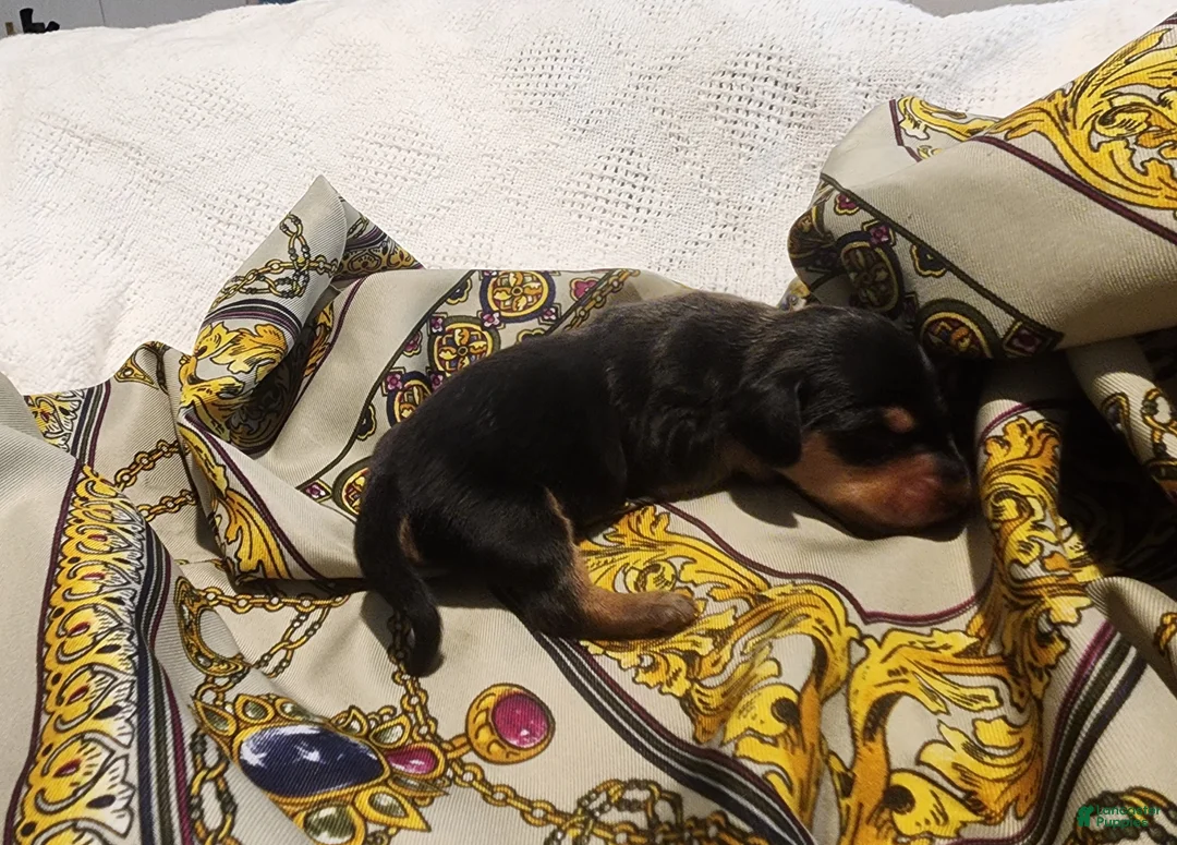 Miniature Dachshund dogs for sale: Bently  - Ad 2