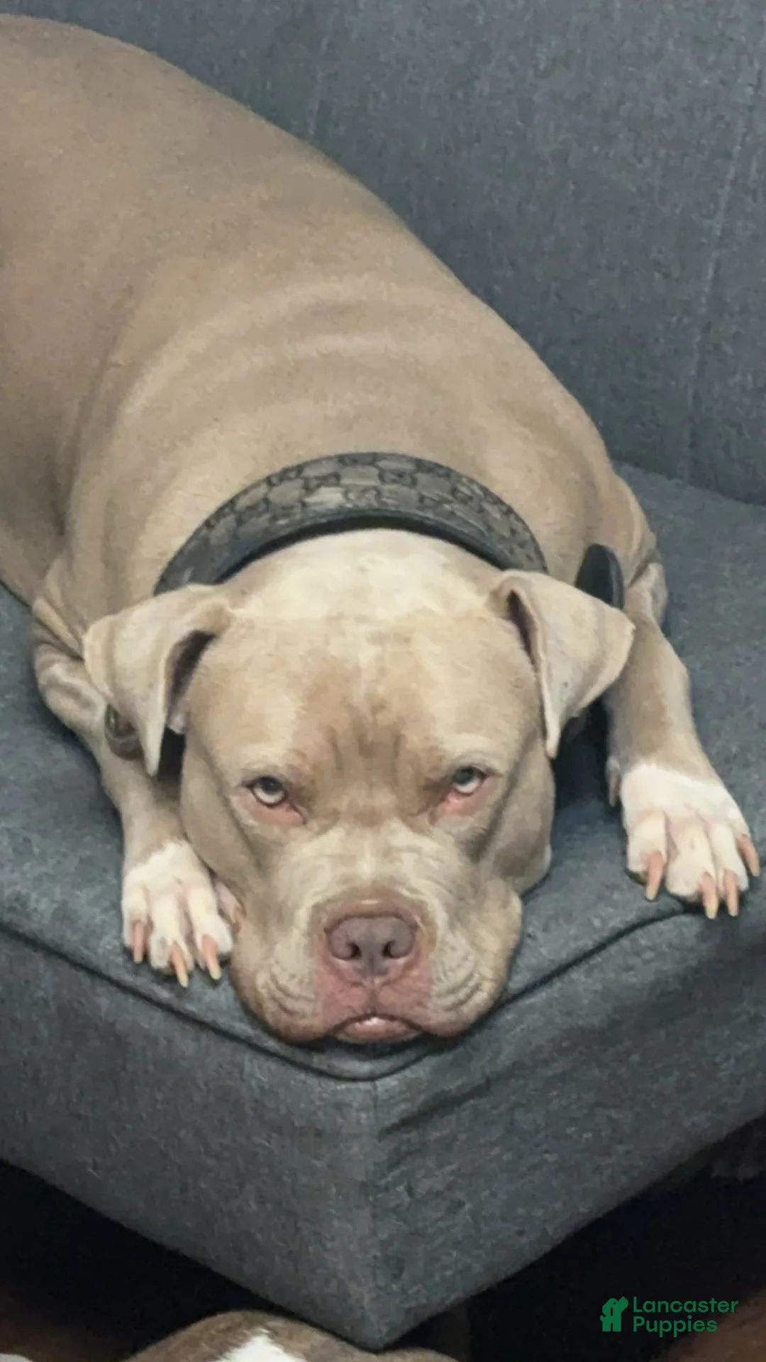 American Bully dogs for sale: Fawn ghost Merle  - Ad 2