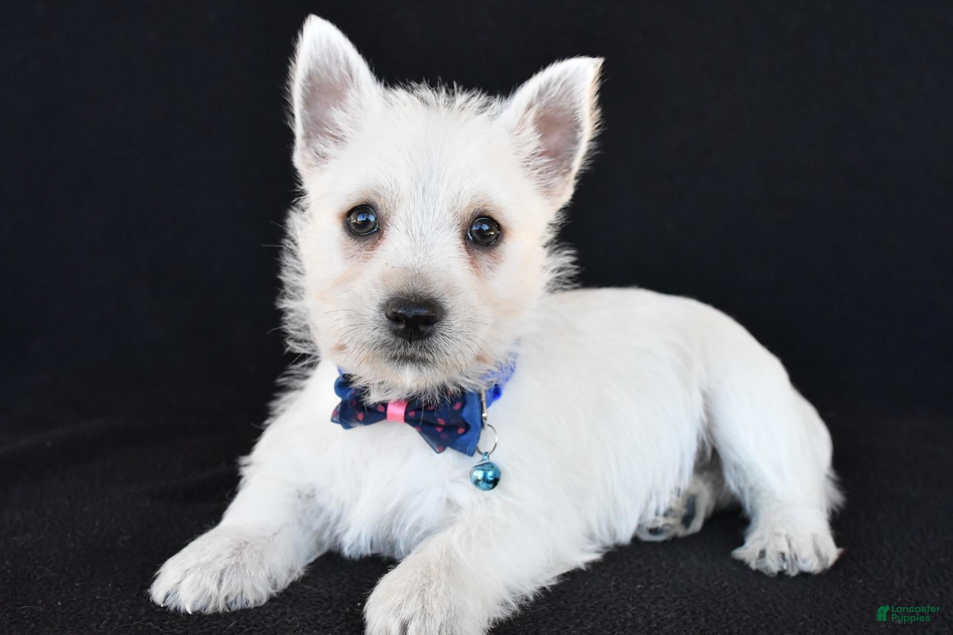 West Highland Terrier dogs for sale: Kobe - Ad 1