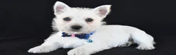 West Highland Terrier dogs for sale: Kobe - Ad 1