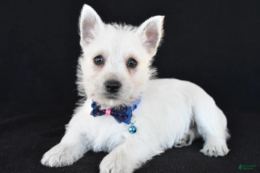 West Highland Terrier dogs for sale: Kobe - Ad 1