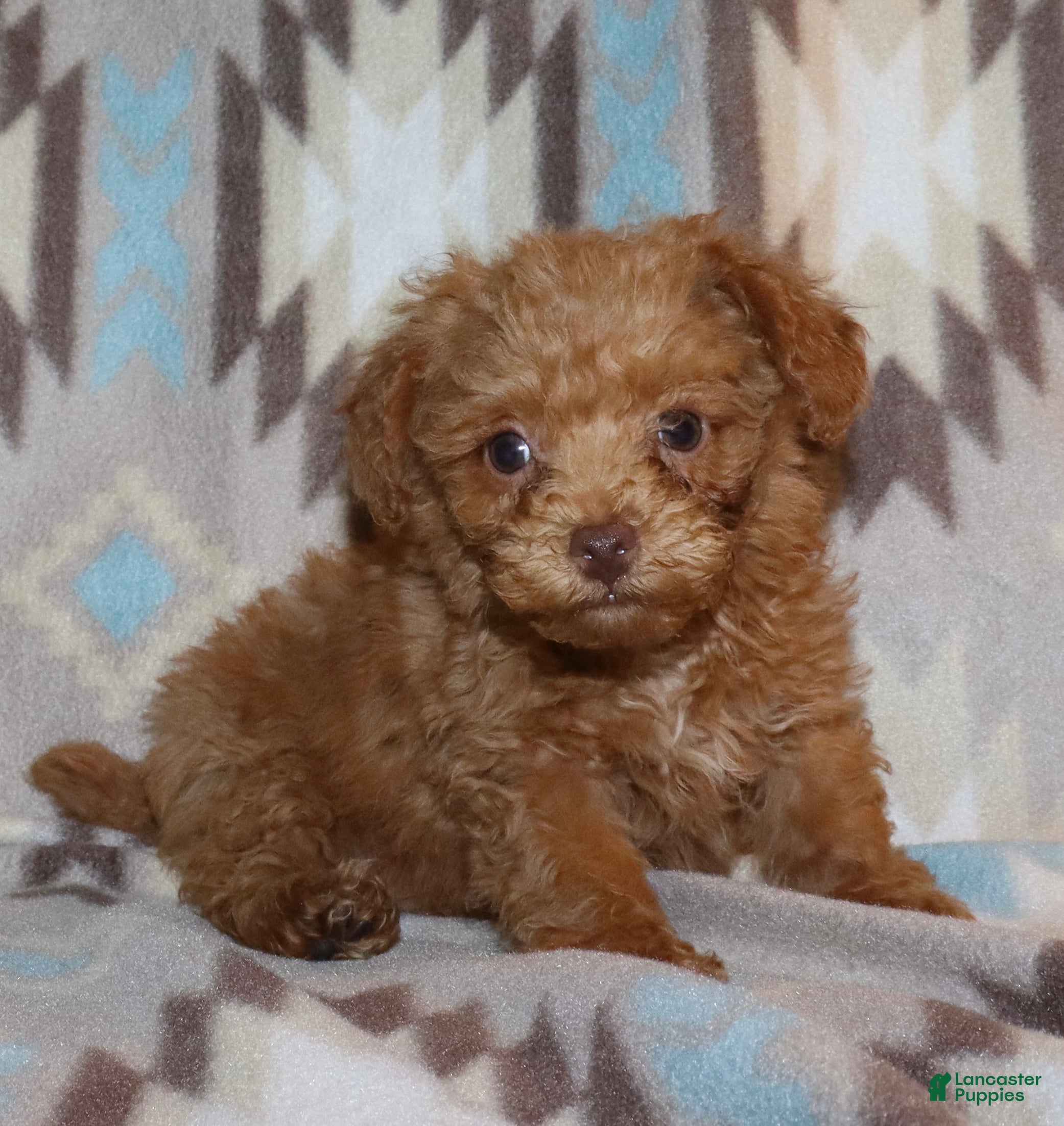 Toy Poodle dogs Double T apricot male - Ad 31