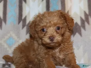 Toy Poodle dogs Double T apricot male - Ad 31