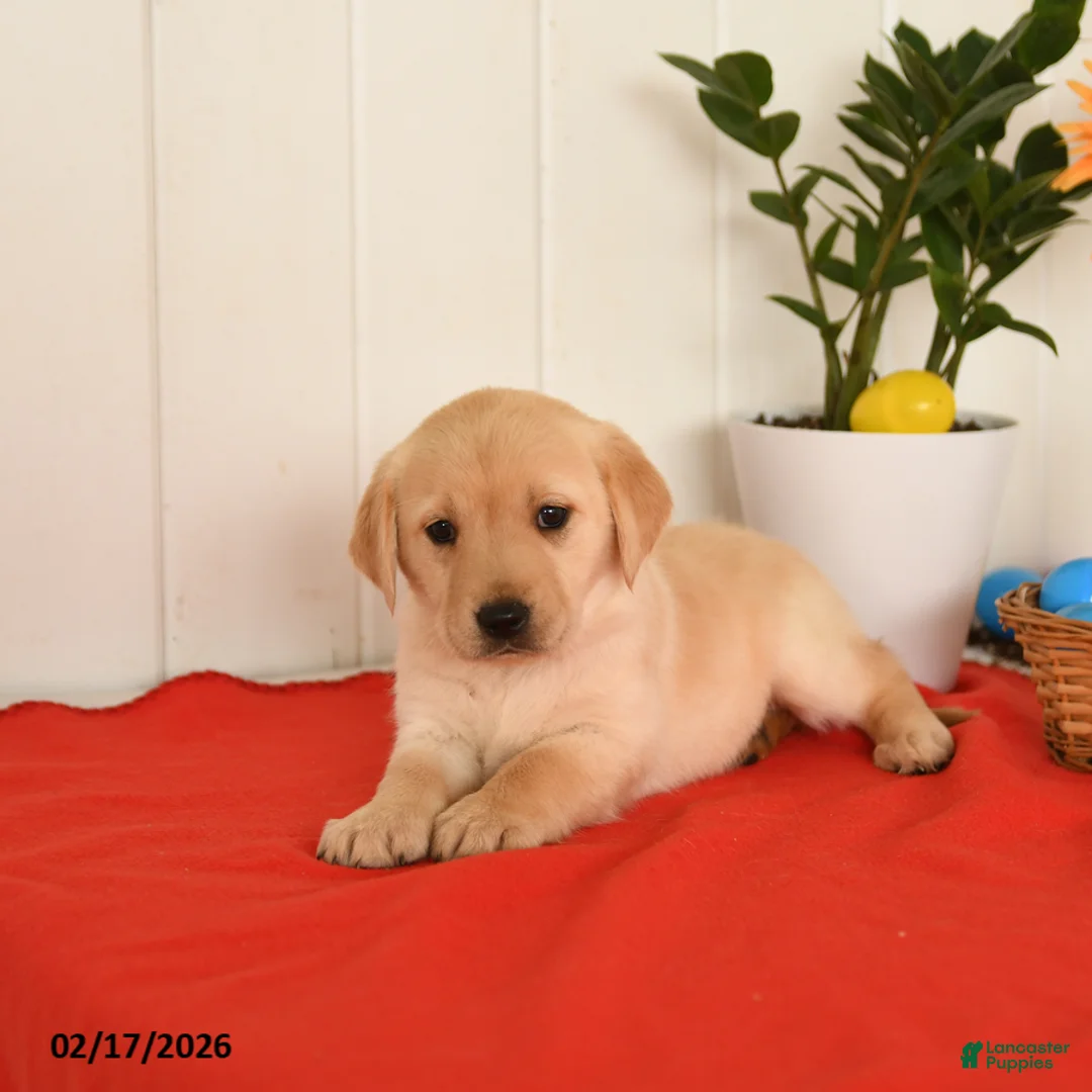 Goldador dogs for sale: Kiwi - Ad 3