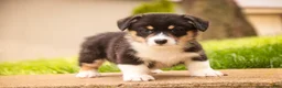 Welsh Corgi Pembroke dogs for sale: Zane - Ad 7