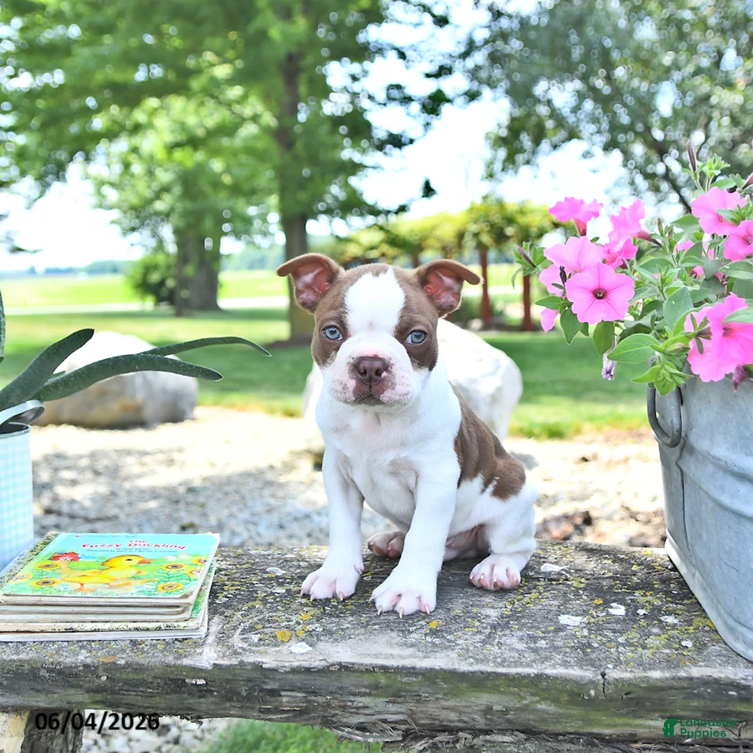 Boston Terrier dogs for sale: King - Ad 1