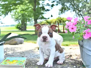 Boston Terrier dogs for sale: King - Ad 2