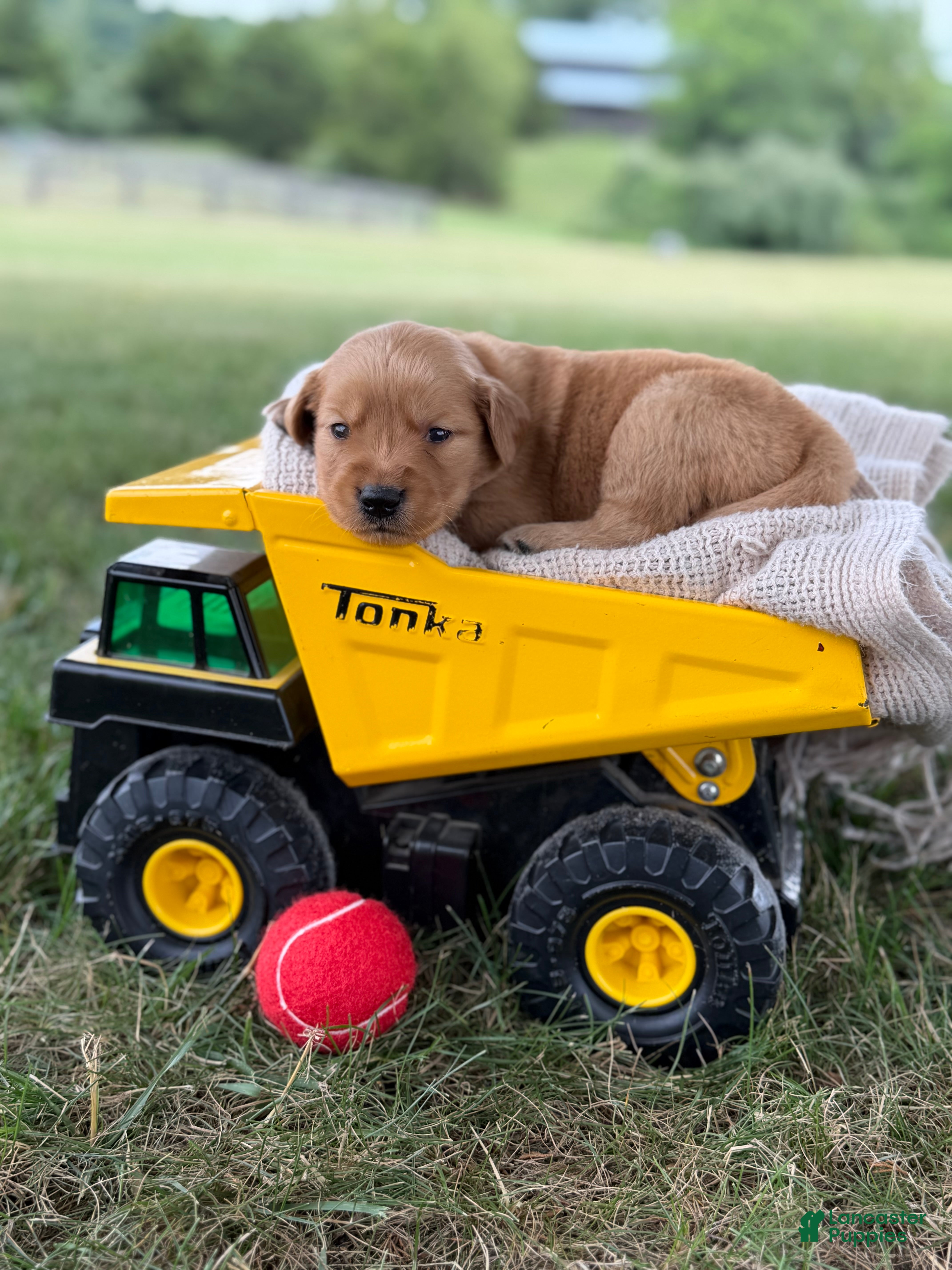 Golden Retriever dogs Jackson - Ad 1