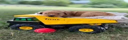 Golden Retriever dogs for sale: Jackson - Ad 1