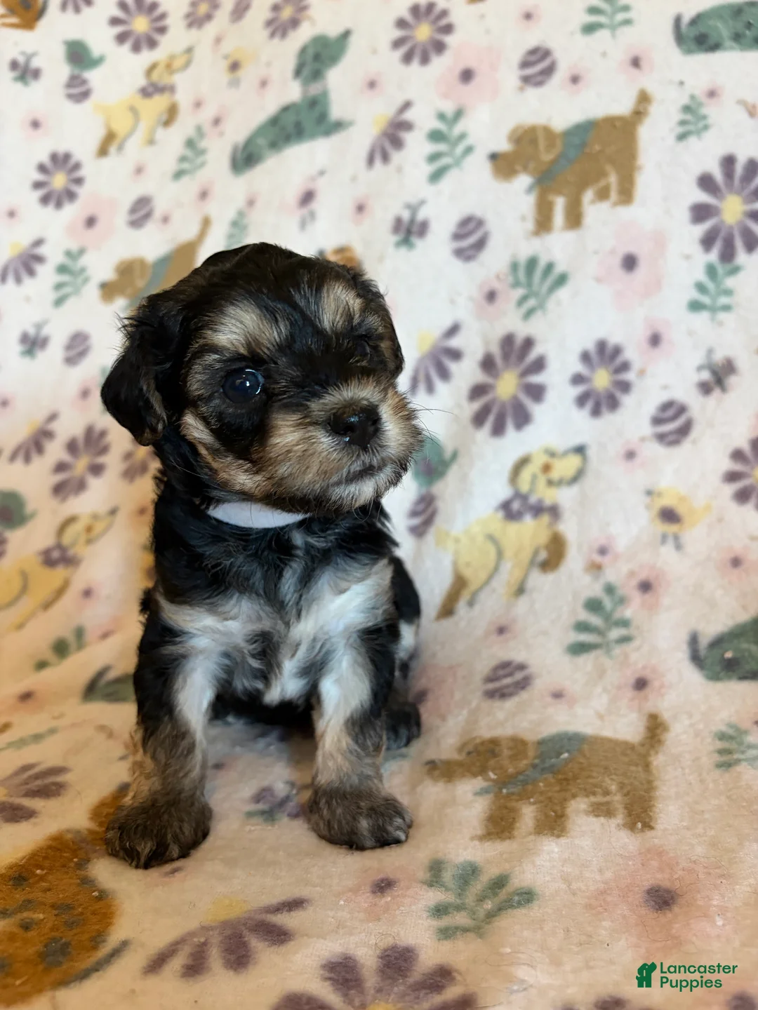 Morkie dogs for sale: Willow - Ad 2
