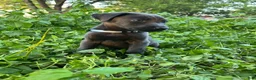 Mixed Breed dogs for sale: Purple  - Ad 5