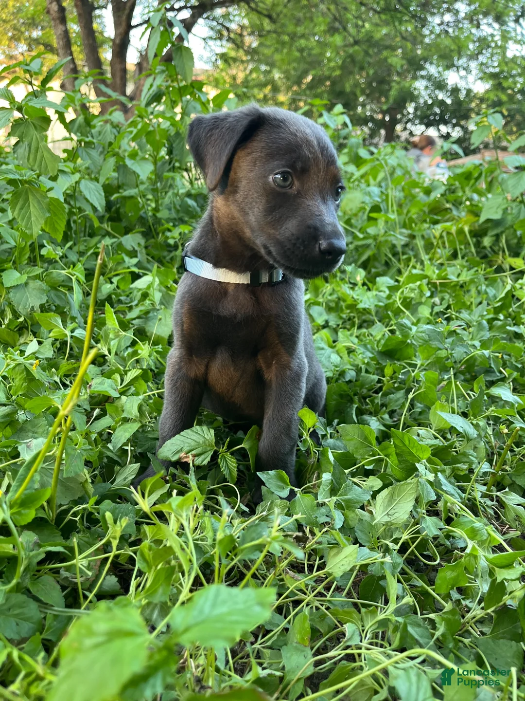 Mixed Breed dogs for sale: Purple  - Ad 5