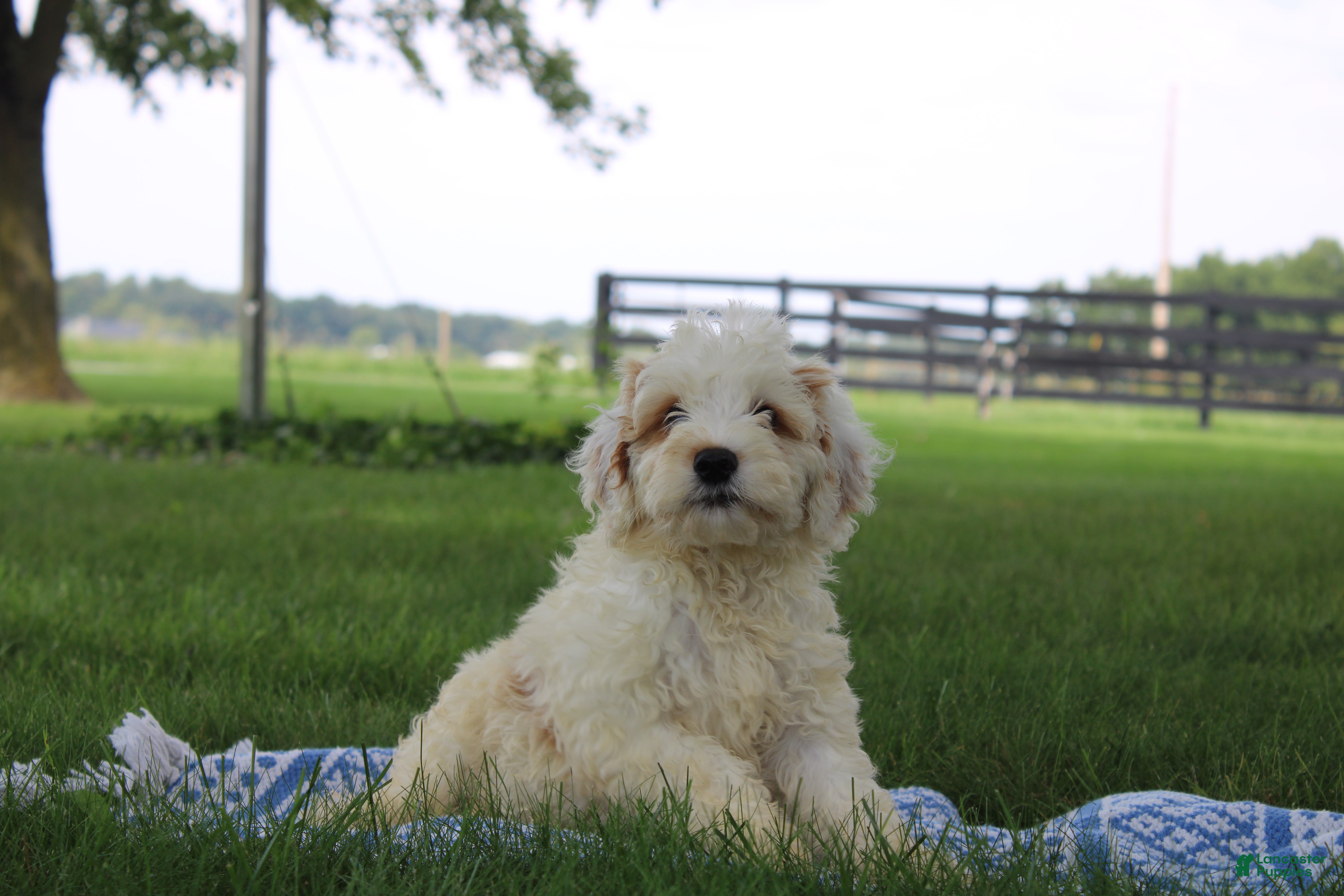 Mini Goldendoodle dogs Vlad - Ad 2
