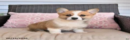 Welsh Corgi Pembroke dogs for sale: Maple   - Ad 2