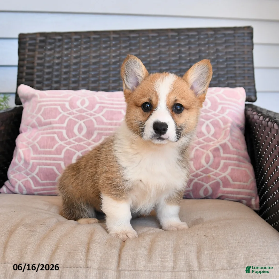 Welsh Corgi Pembroke dogs for sale: Maple   - Ad 2