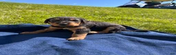 Airedale Terrier dogs for sale: Blue female - Ad 2