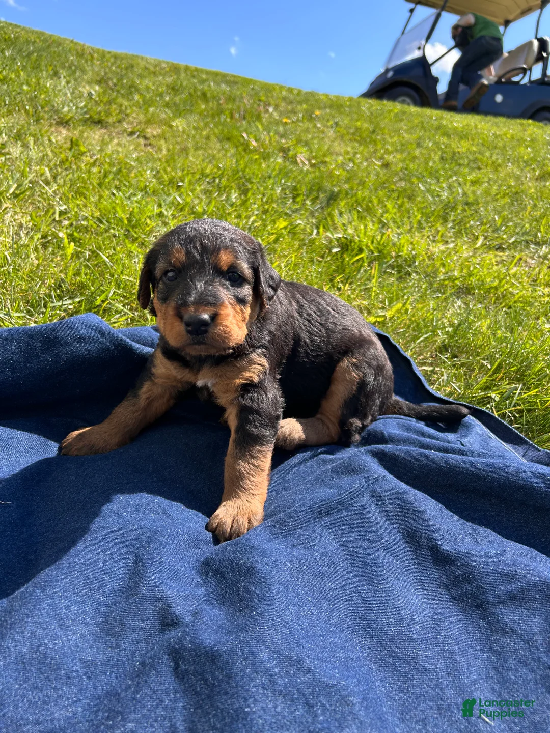 Airedale Terrier dogs for sale: Blue female - Ad 2