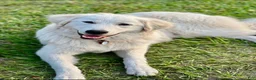 Great Pyrenees dogs for sale: Dark Blue Boy - Ad 9