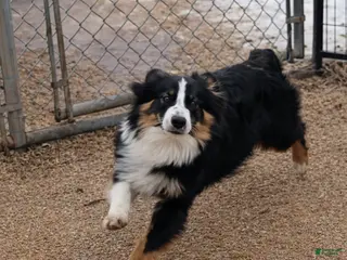 Miniature Australian Shepherd dogs Miniature Australian Shepherd Puppy 2 - Ad 31