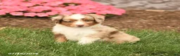 Miniature Australian Shepherd dogs for sale: Victor - Ad 2