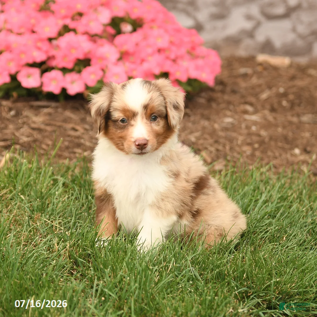 Miniature Australian Shepherd dogs for sale: Victor - Ad 2
