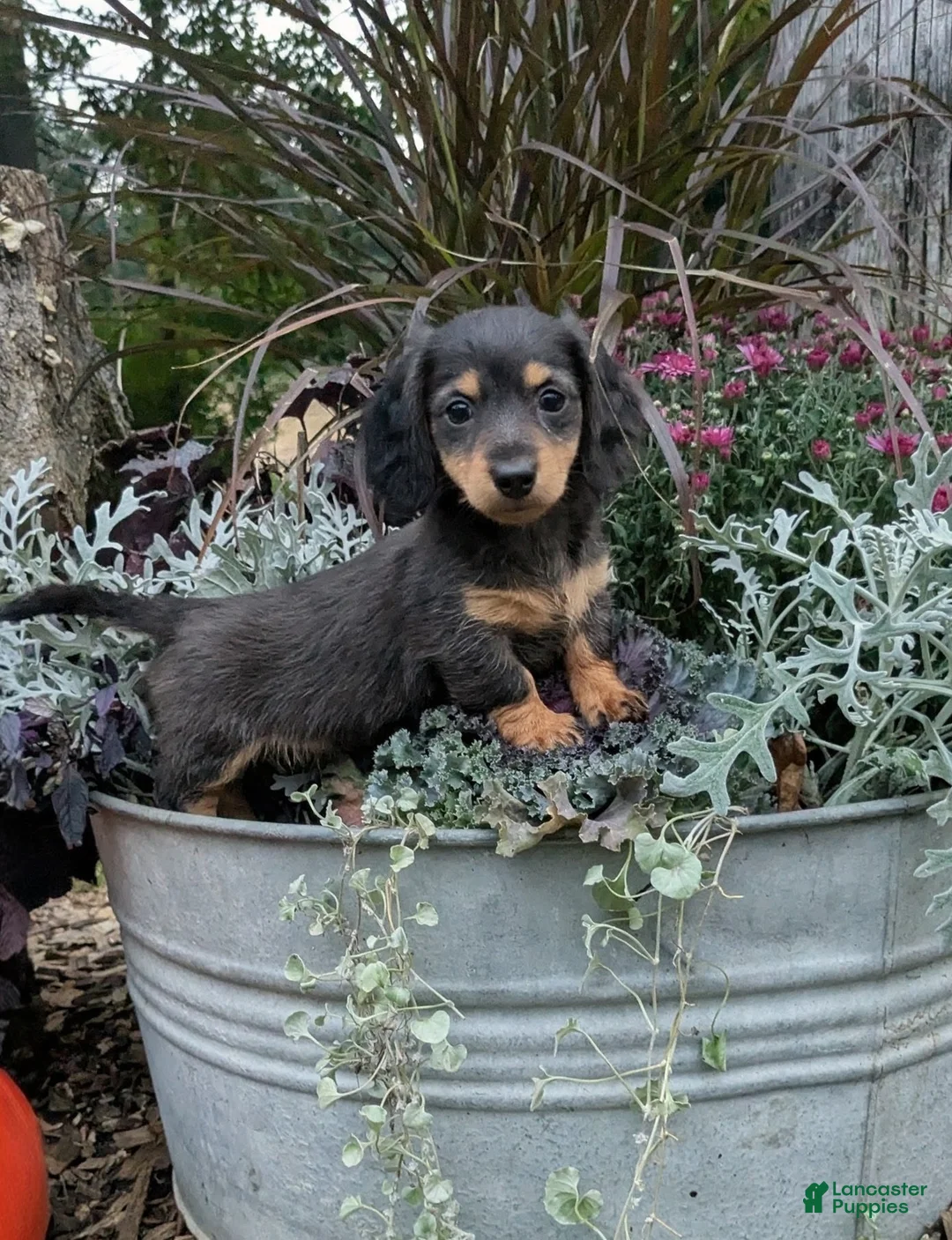 Miniature Dachshund dogs for sale: Autumn - Ad 1