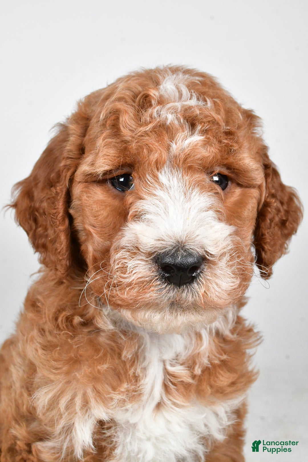 Labradoodle dogs for sale: Nessa - Ad 2