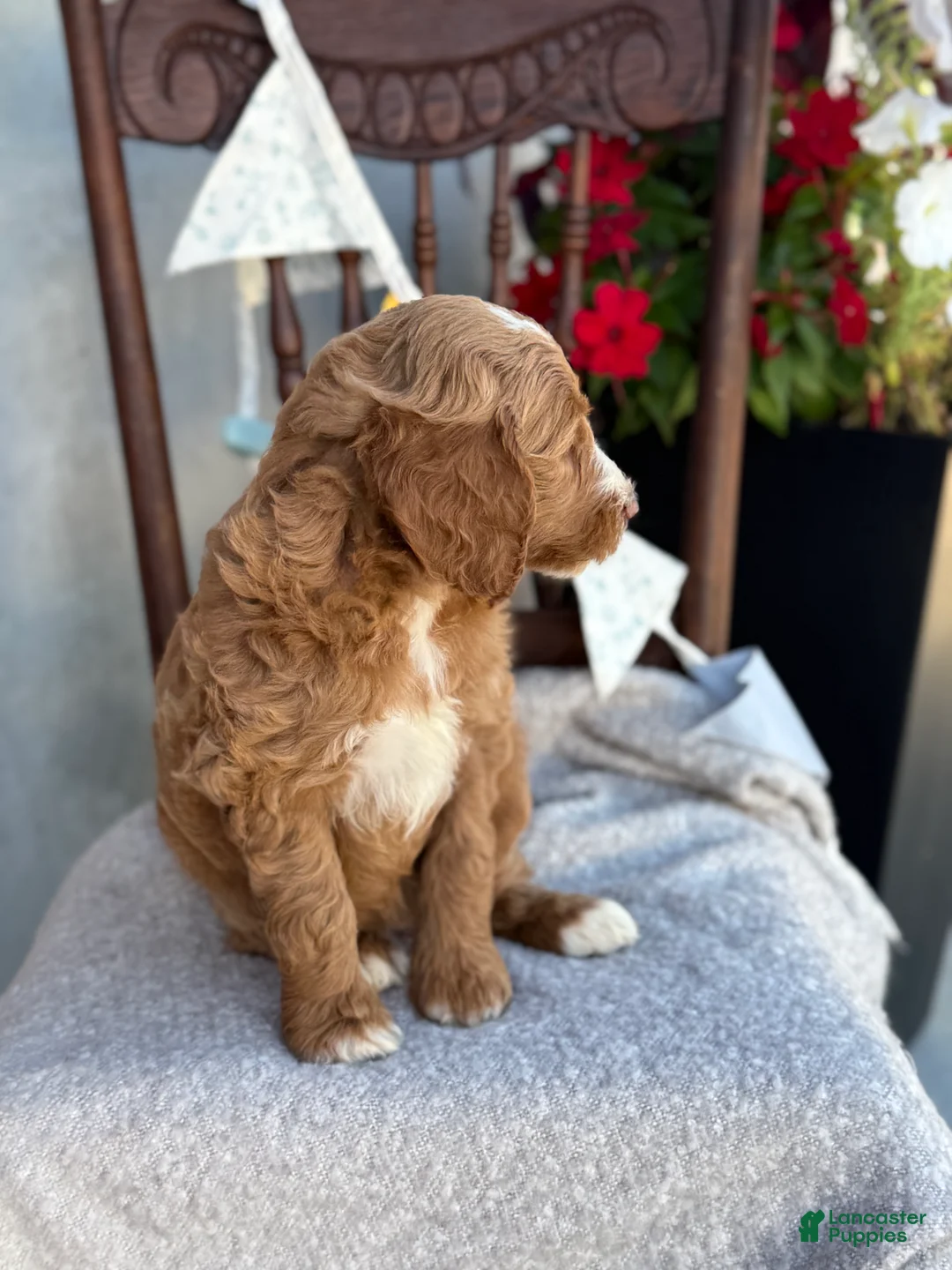Goldendoodle dogs for sale: Capri - Ad 2