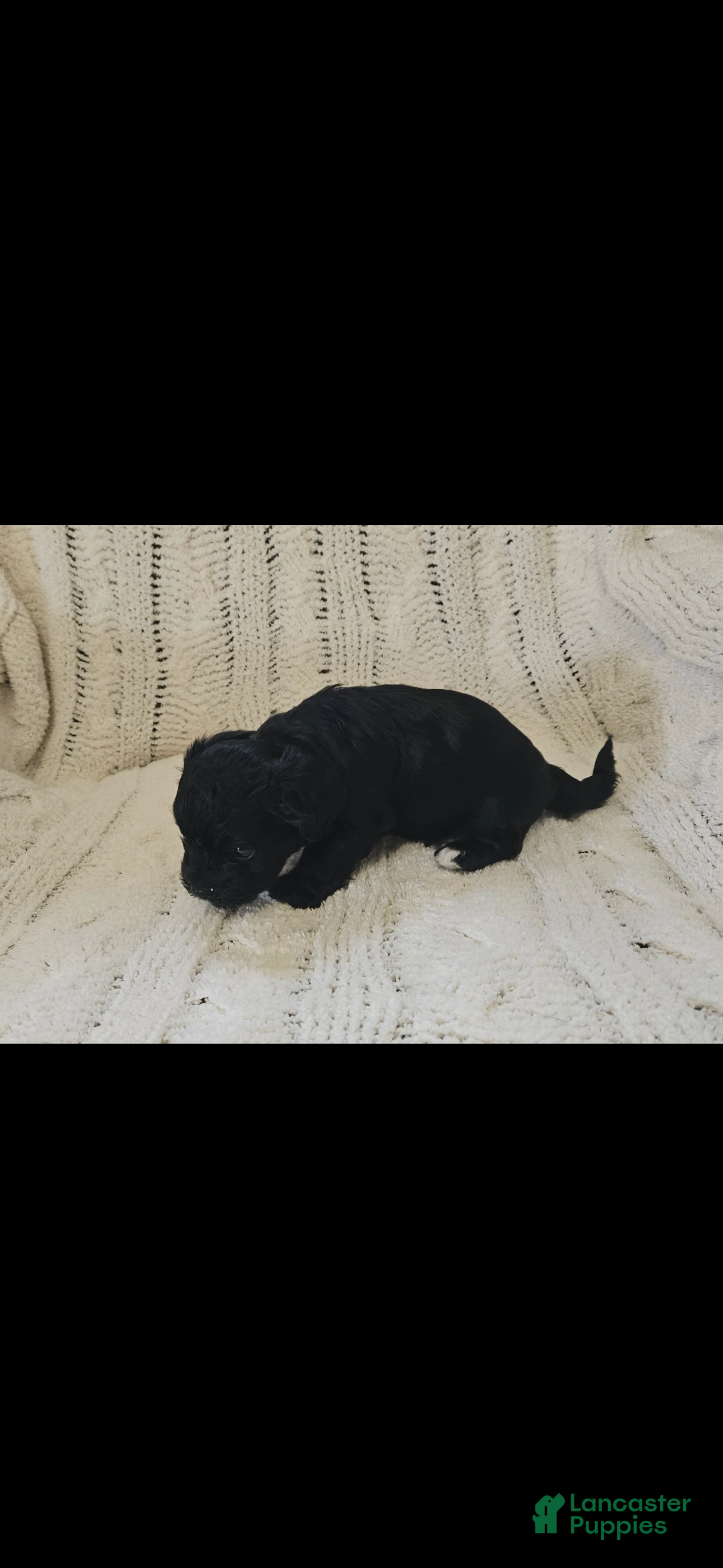 Mixed Breed dogs Mixed Breed 7 - Ad 40