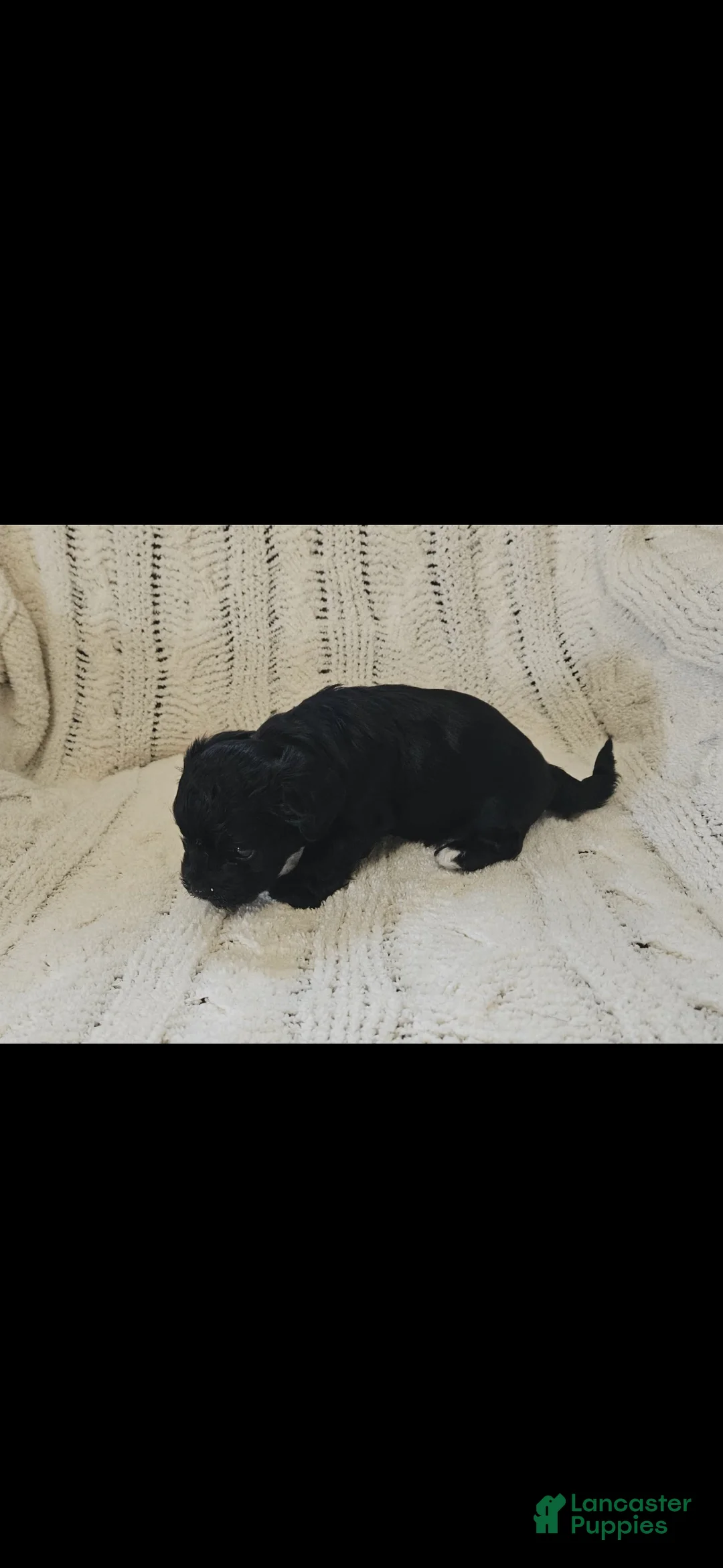 Mixed Breed dogs for sale: Mixed Breed 7 - Ad 1