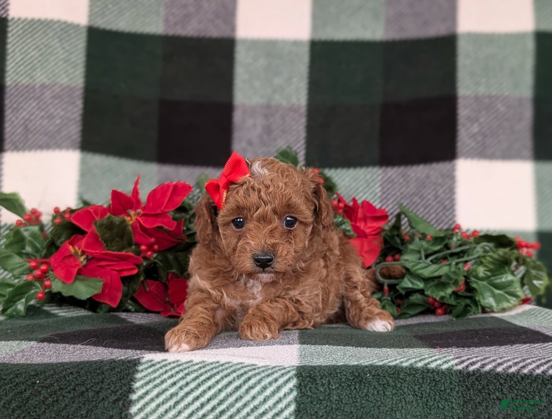 Toy Poodle dogs for sale: Brooklyn  - Ad 6