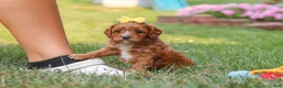 Cavapoo dogs for sale: Fiona - Ad 3