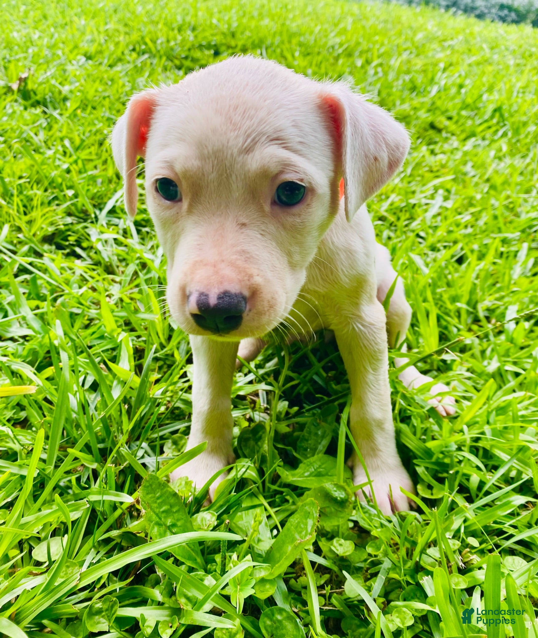 American Pit Bull Terrier dogs American Pit Bull Terrier 5 - Ad 7