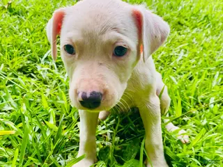 American Pit Bull Terrier dogs American Pit Bull Terrier 5 - Ad 7