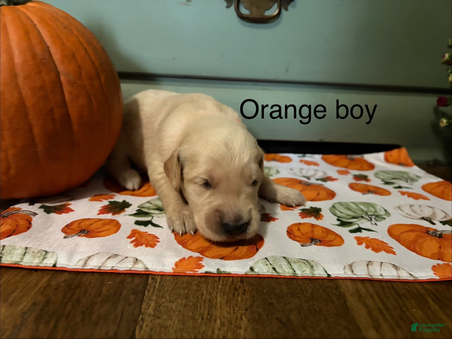 Golden Retriever dogs for sale: Orange boy - Ad 1