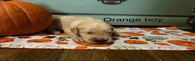 Orange boy