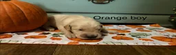 Golden Retriever dogs for sale: Orange boy - Ad 1