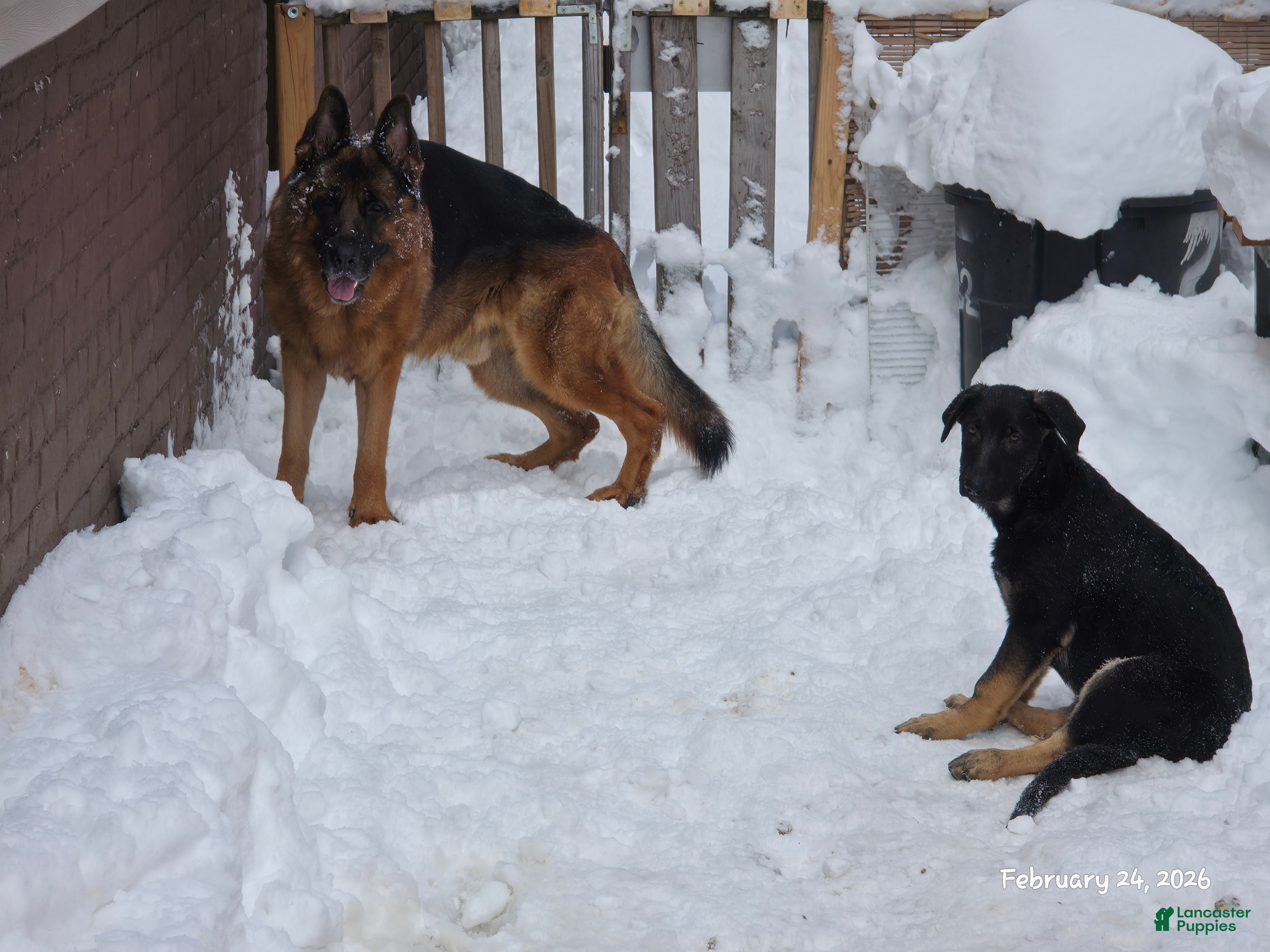 German Shepherd dogs Luna (8) - Ad 2